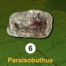 곤충화석발굴 - 고대전갈 paraisobuthus [IF6]