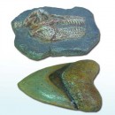 고대상어&티라노사우루스 화석 [FS1]
