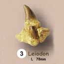 이빨화석발굴 - 레이오돈 Leiodon [TF3]