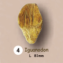 이빨화석발굴 - 이구아노돈 Iguanodon [TF4]